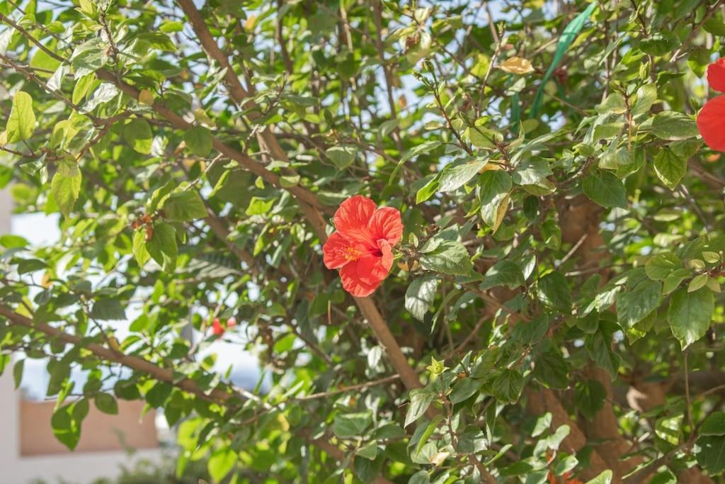 Mulberry Tree Villa Ágios Nikólaos 외부 사진